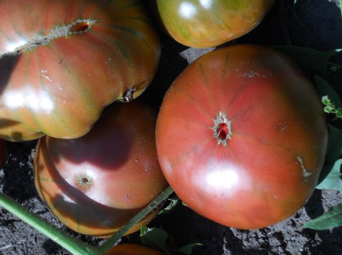 Крупные плоды томата Шоколадная Амазонка с темной окраской мякоти и кожицы