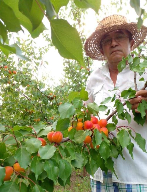 Пан Віктор із одним із найлюбленіших сортів абрикос Оранж ред&nbsp;