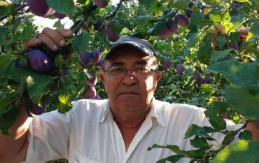 Які сорти сливи варто посадити