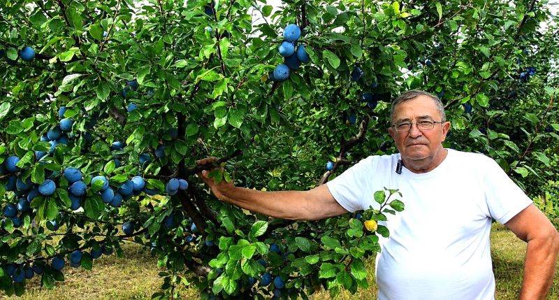 Віктор Николаїшен біля сливи Топ хіт