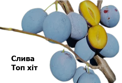 Слива Топ хіт