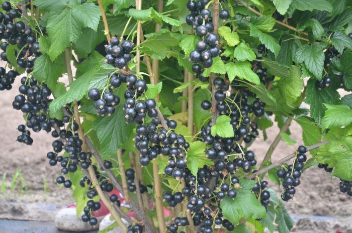 Сорт чорної смородини&nbsp;Чорний десерт