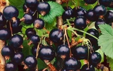 Какие сорта смородины следует выращивать