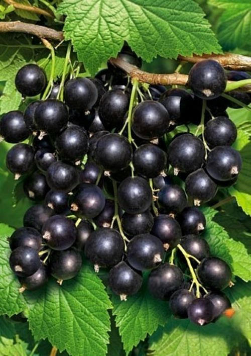 Сорт чорної смородини Сіана