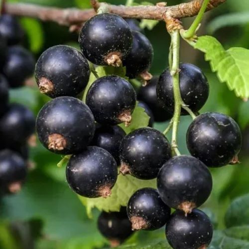 Сорт чорної смородини&nbsp;Софіївська