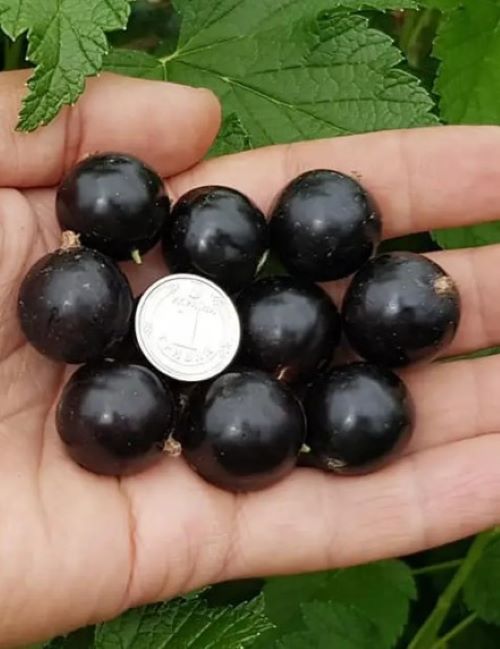 Сорт чорної смородини Вечорниця