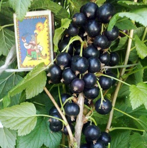 Високоврожайний сорт смородини Ювілейна копаня