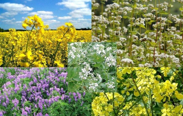 Сидераты: как и для чего сеять разные виды