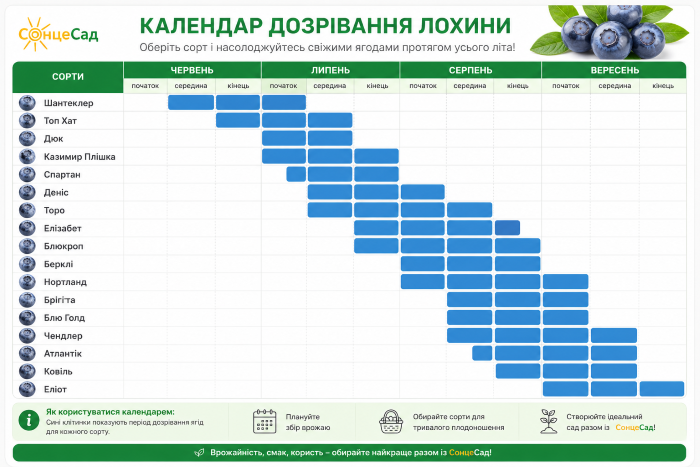 Приблизні терміни достигання деяких сортів лохини