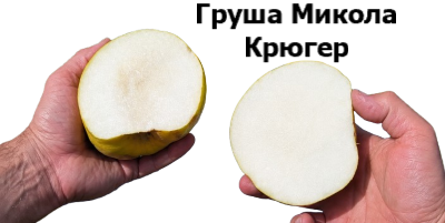 Груша Микола Крюгер у розрізі