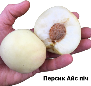 білосніжний персик Айс Піч