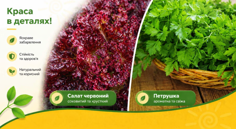 Червоний салат та петрушка &mdash; джерело стійкісті та здоров&rsquo;я