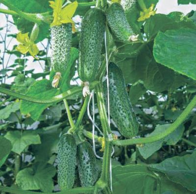 Огірки Євро пік для консервування