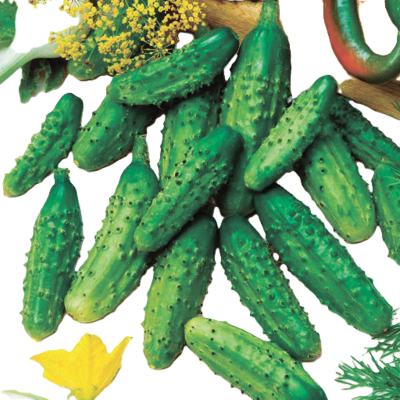 Огірок Паризький корнішон для засолки