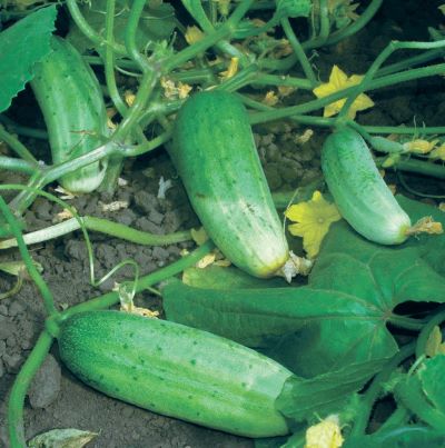 Огірок Ніжинський для засолки