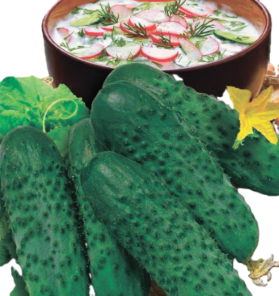 Огірки Окрошечка для засолки