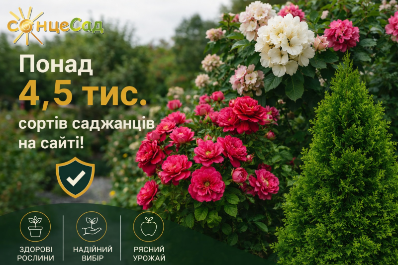 Яскраві рослини в СонцеСаді
