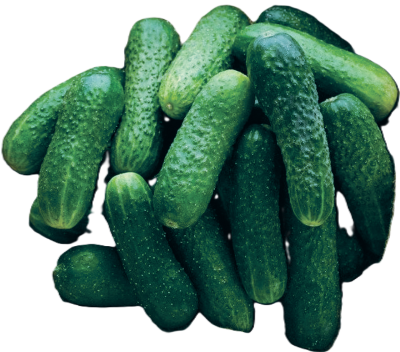 Огірки Внучок для консервування