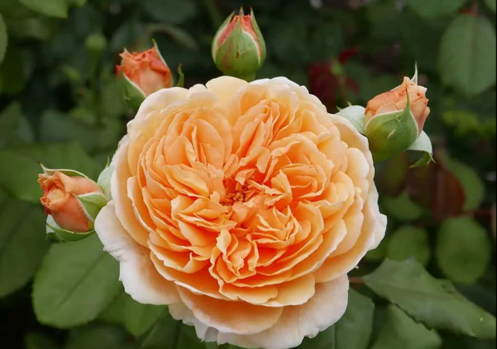 Сорт троянди Принцеса Маргарет