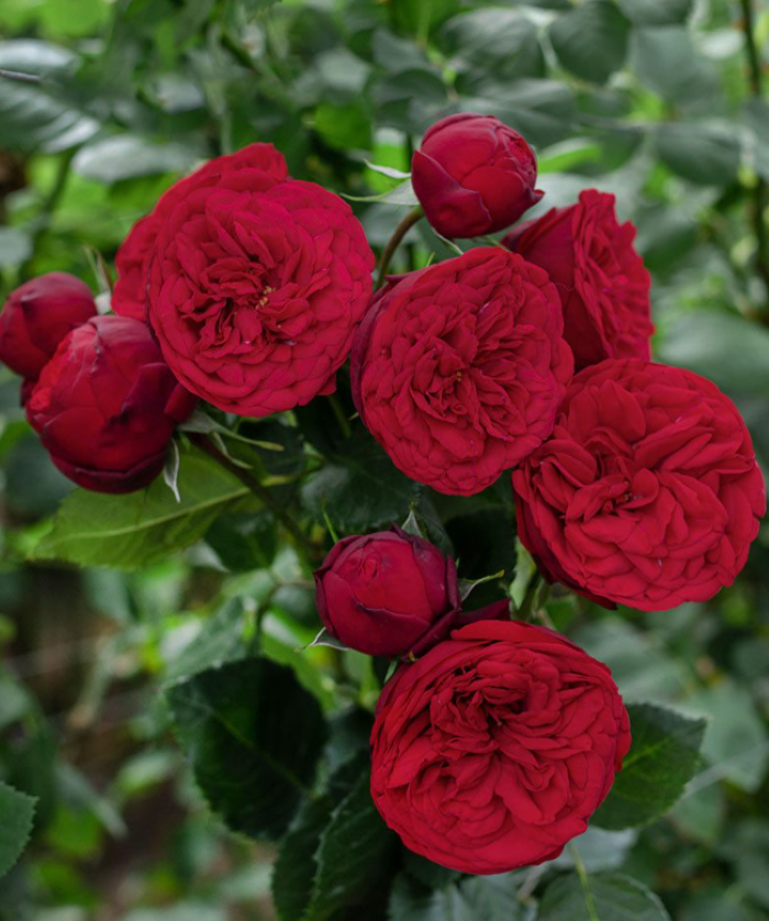 Троянда сорту Ред Піано