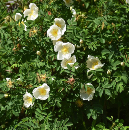 Троянда сорту Руґоза Альба