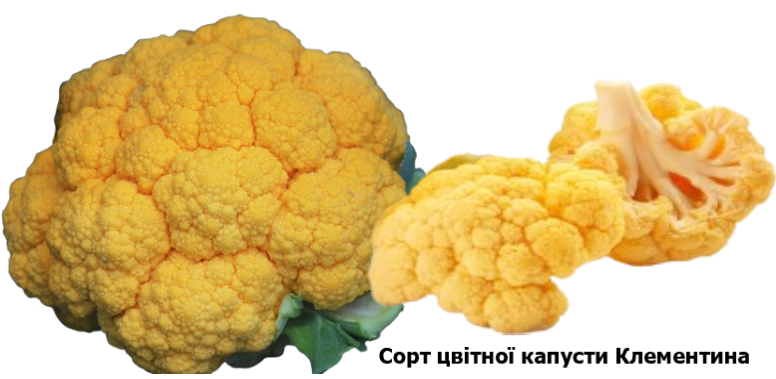 Сорт цвітної капусти Кленентіна