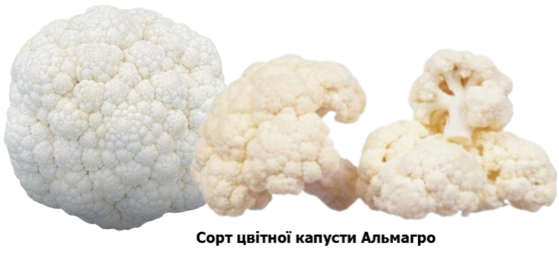 Сорт цвітної капусти Альмагро