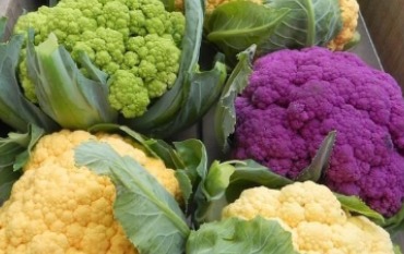 Нові сорти цвітної капусти: огляд особливостей та як садити