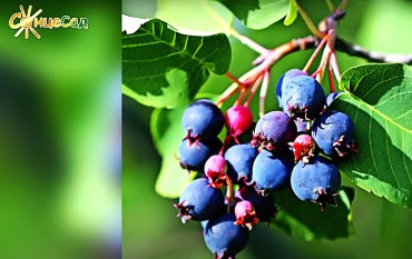 Загадочная ирга: выращивание и уход