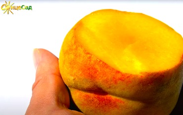 Персик Фрост – мегаурожайный, устойчивый к кучерявости