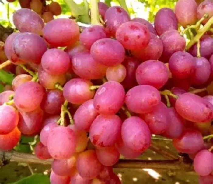 Виноград сорту Динька