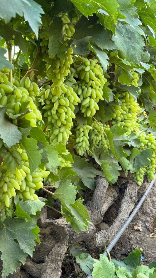 Виноград сорту Ламборджині