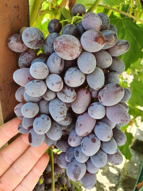 Сорт винограда Юпітер