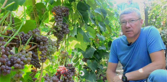 Вячеслав Онищенко випробовує разом із колегами вже багато років кількасотень сортів винограду на Північній України