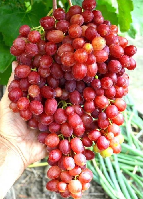 Сорт винограда Велес