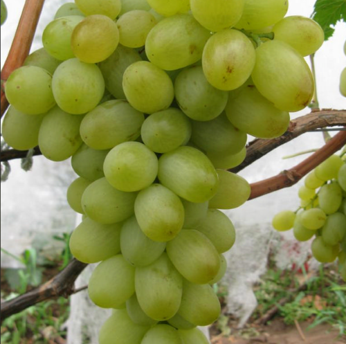 Виноград сорту Подарунок Запоріжжя