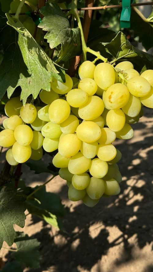 Виноград сорту Рататуй