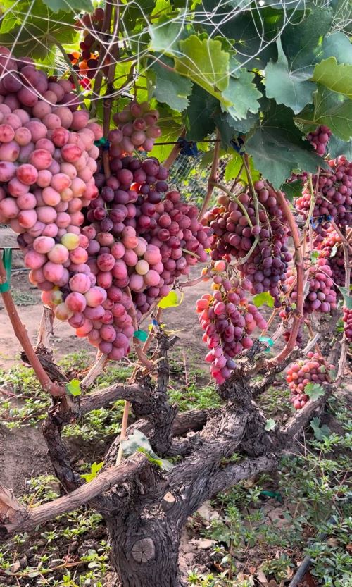 Виноград сорту Щелкунчик