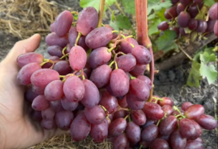 Виноград сорту Зоренька