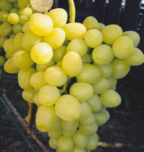Виноград сорту Аркадія