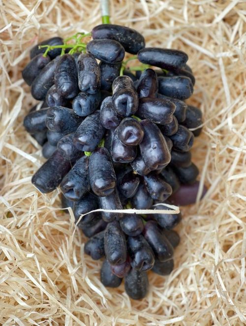 Виноград сорту Аватар