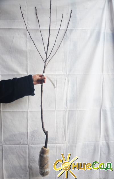 Ось такі якісні саджанці вишні з голою кореневою системою купуйте в &laquo;СонцеСаді&raquo;