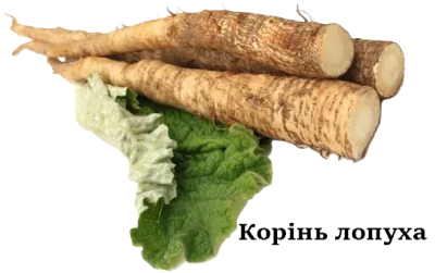 Корінь лопуха