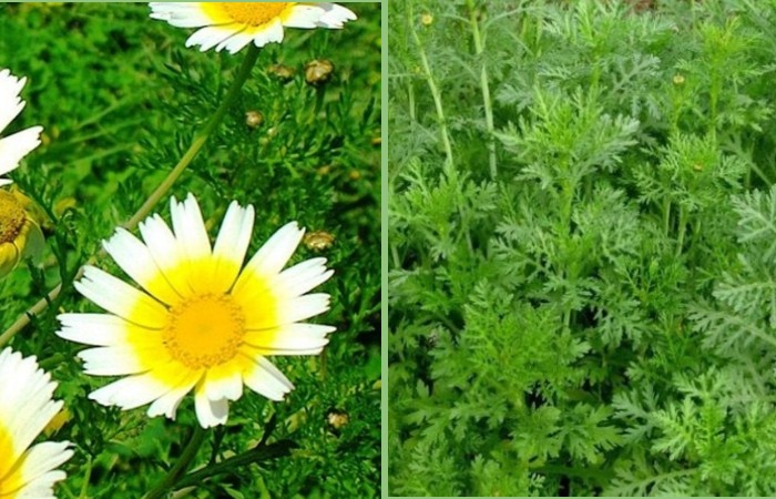 Салатна хризантема: квіти та листя