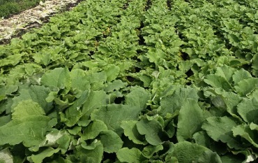 Лопух і хризантема: їстівні рослини у вашому саді