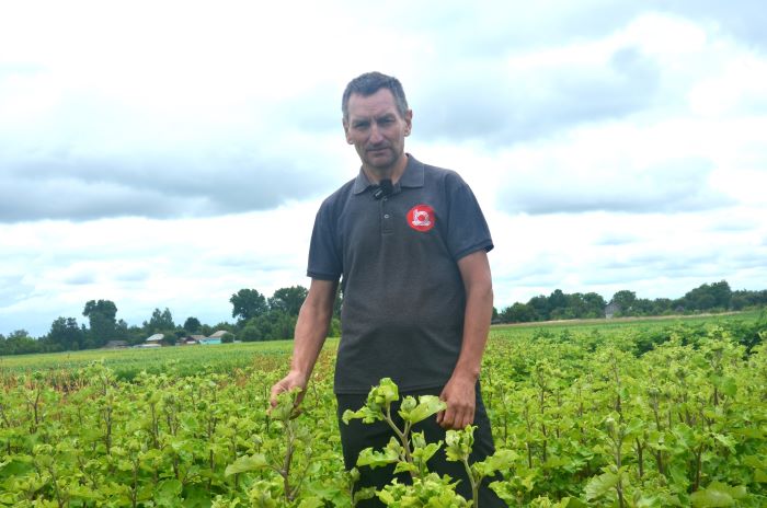 Олександр Позняк на полі їстівного лопуха