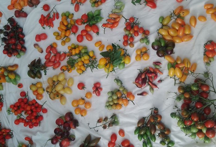 Черрі стали першими томатами, які вирощувала пані Світлана