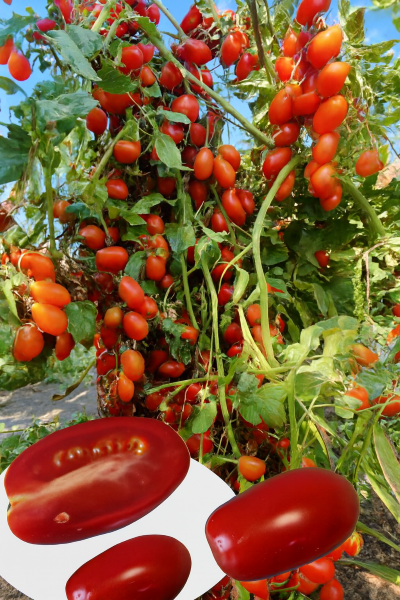 Томат Лукаш