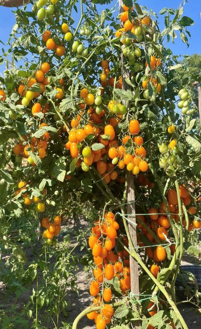 Томат Мавка