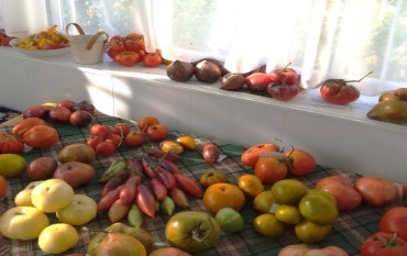 Вражаюча колекція сортів томатів, які мають рости на вашому городі